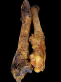 Pferdebein, ca. 40cm