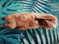 getrocknete Schweinefüße / Stück